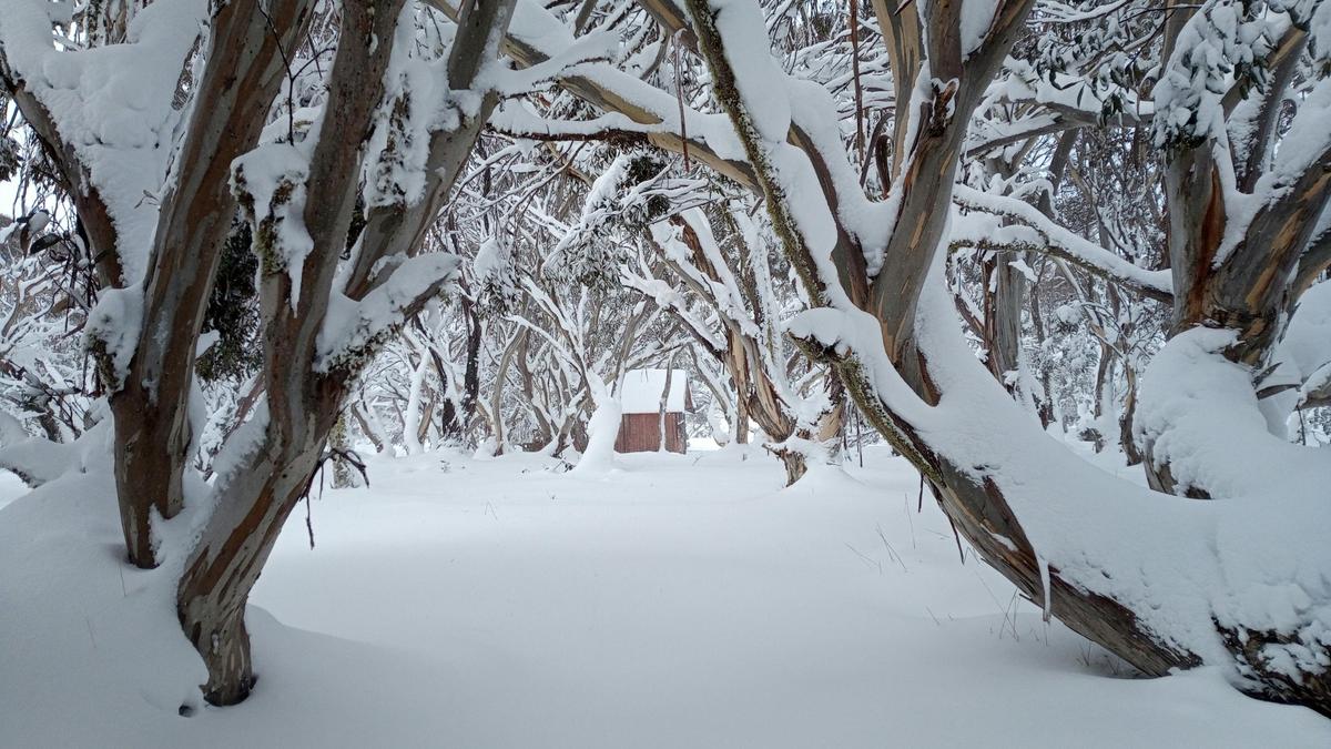 JB Hut through the snowgums