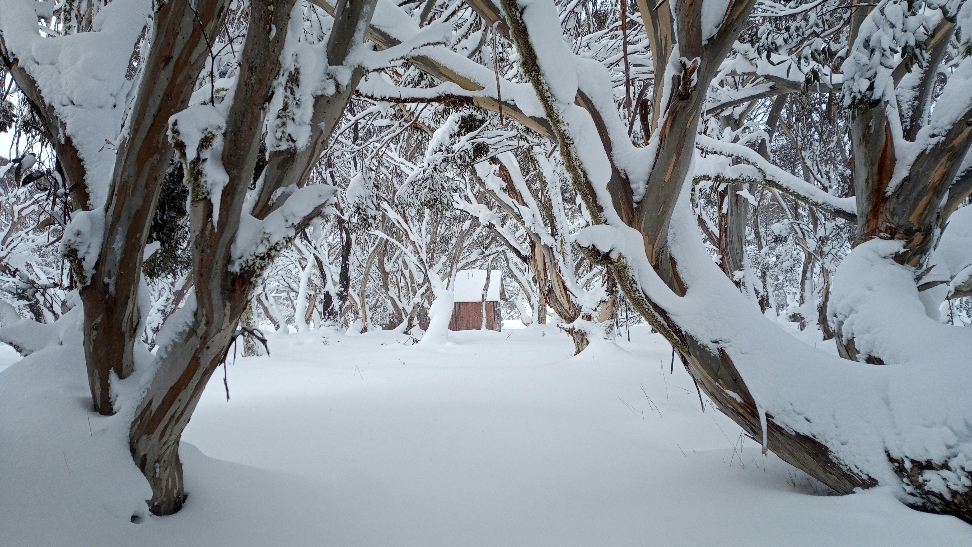 Hut amongst the snowgums