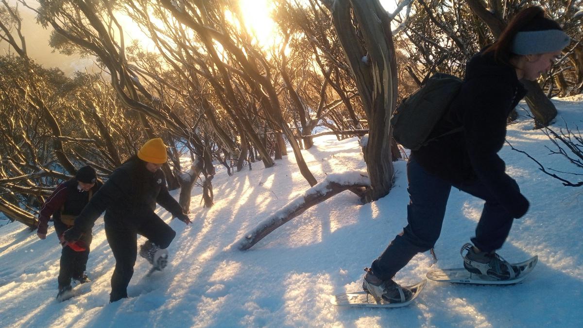 Ascent amongst snowgums