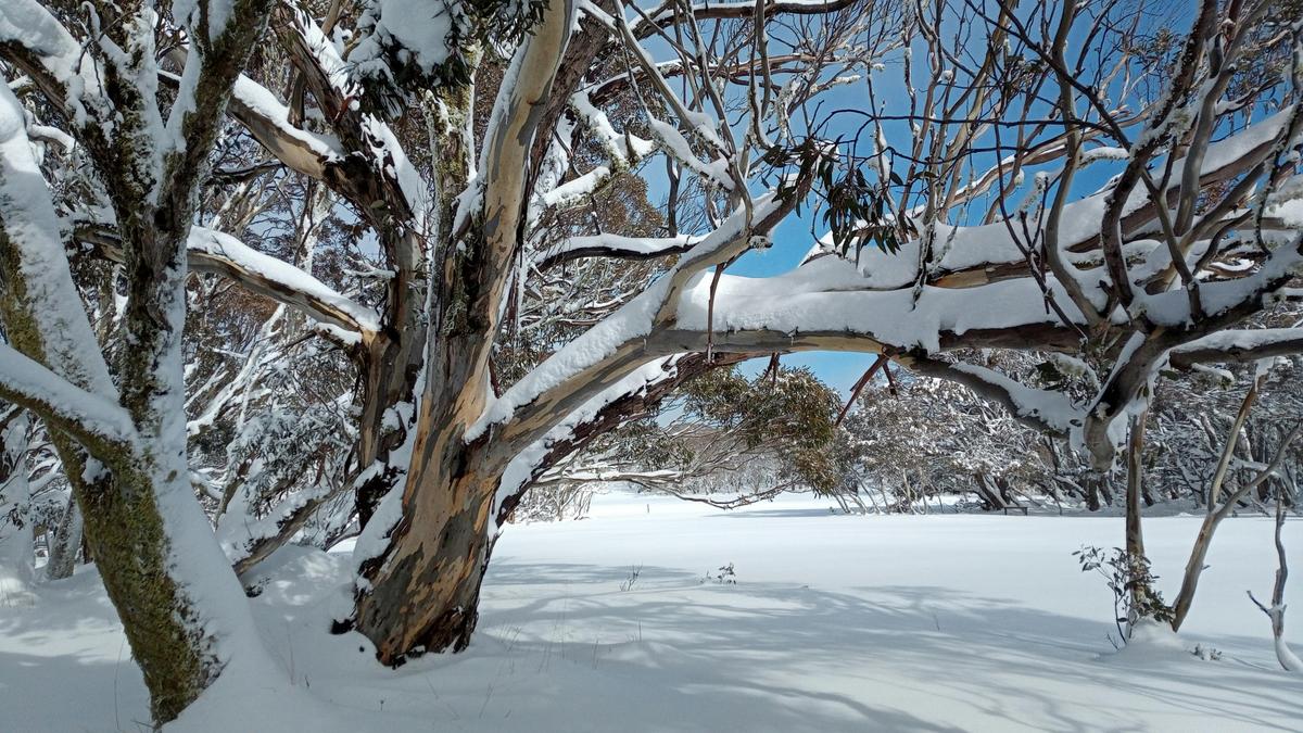 Pristine Winter Wonderland - old snowgum and plain