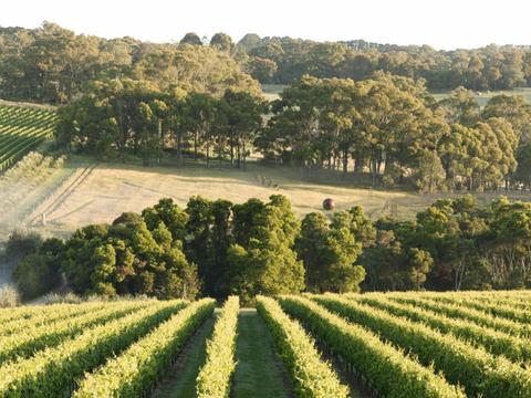 Vinetrekker Wine Tours