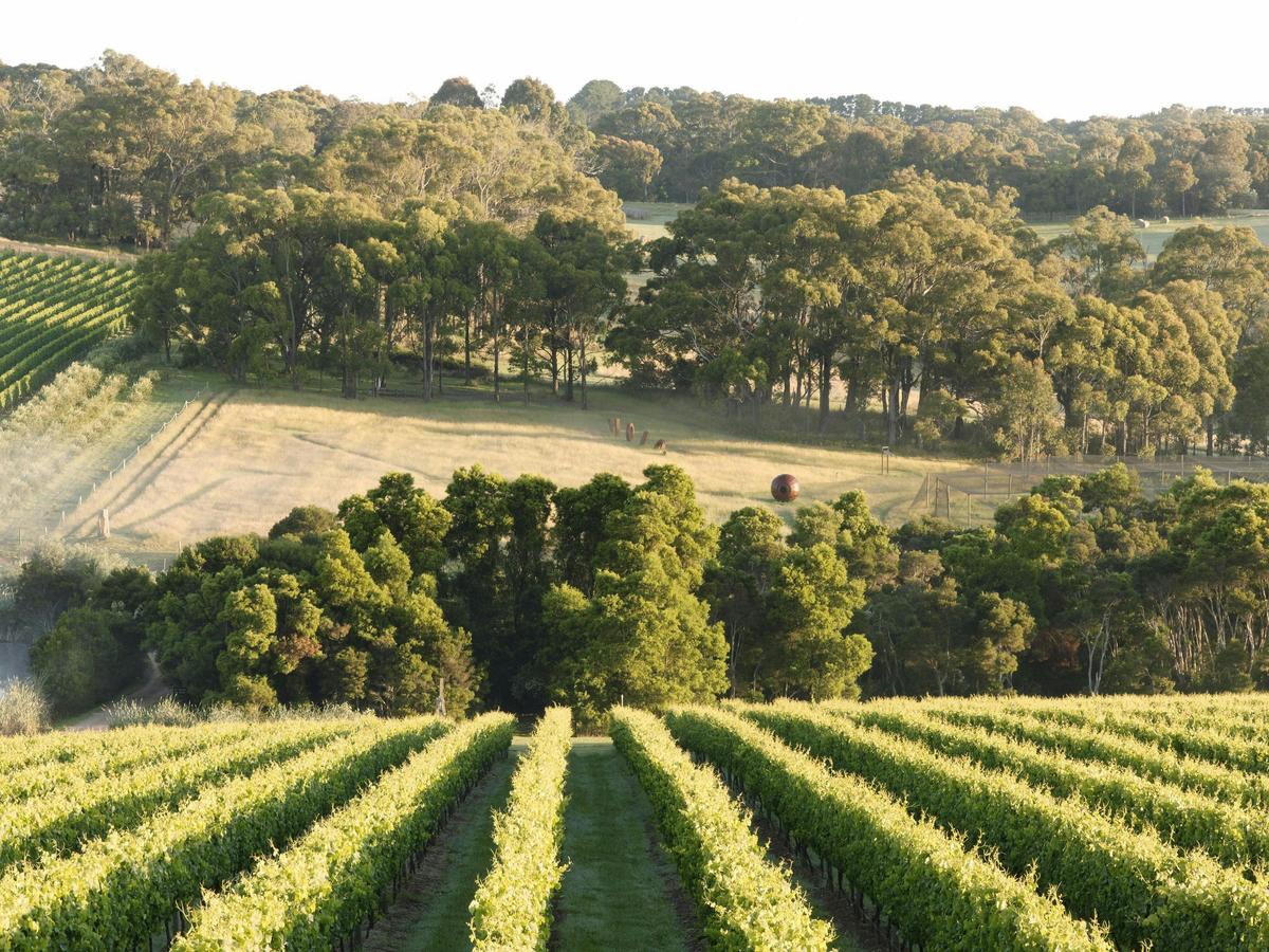 Montalto Vineyard, Mornington Peninsula