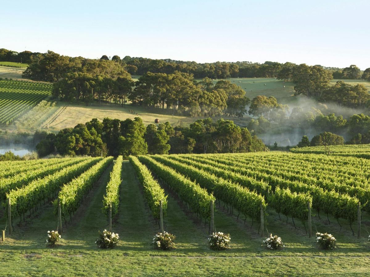 Montalto Vineyard, Mornington Peninsula