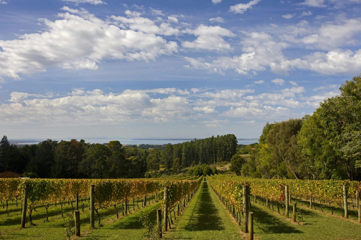 Mornington Peninsula Vineyard