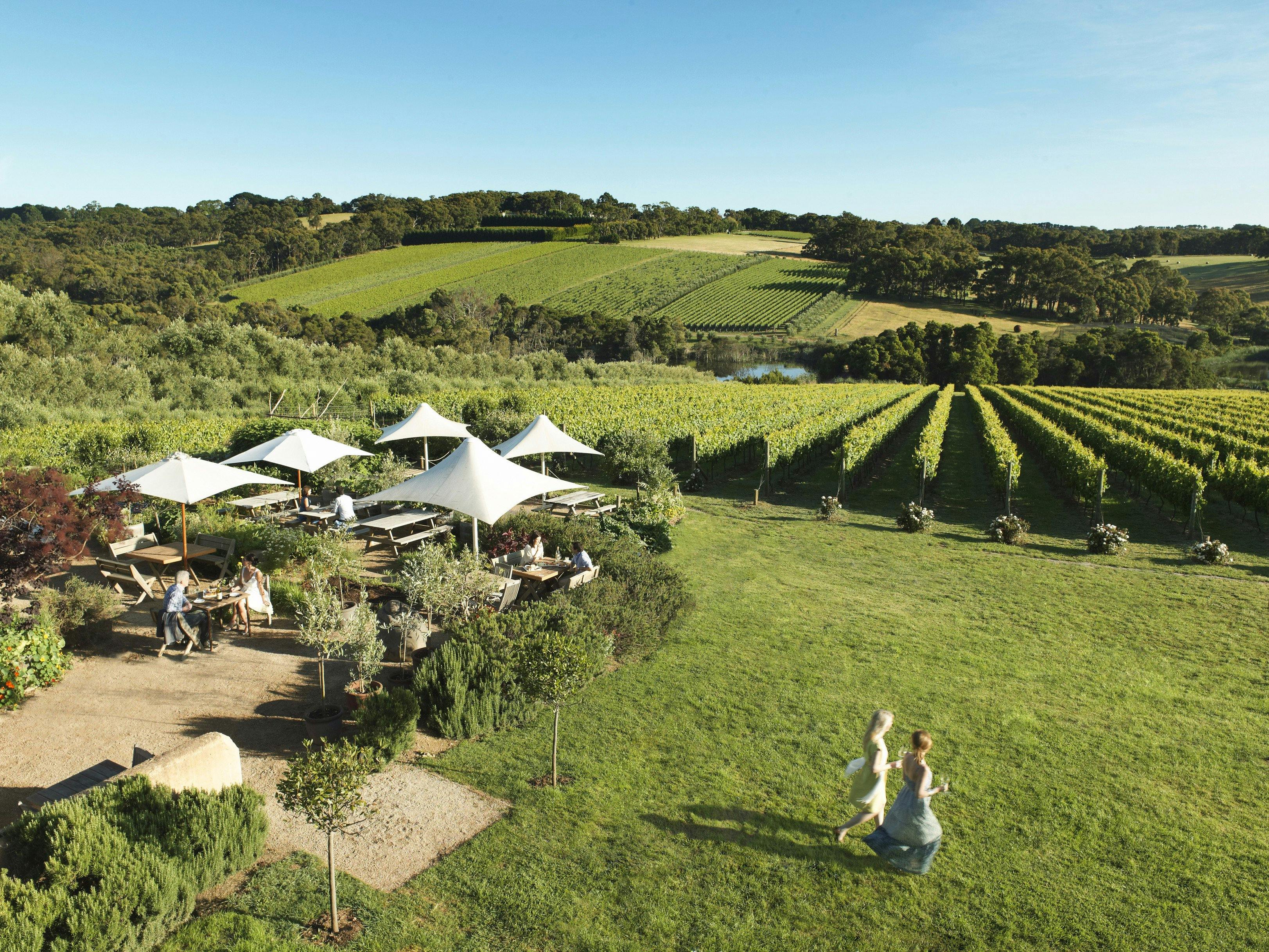 Montalto Vineyard, Mornington Peninsula