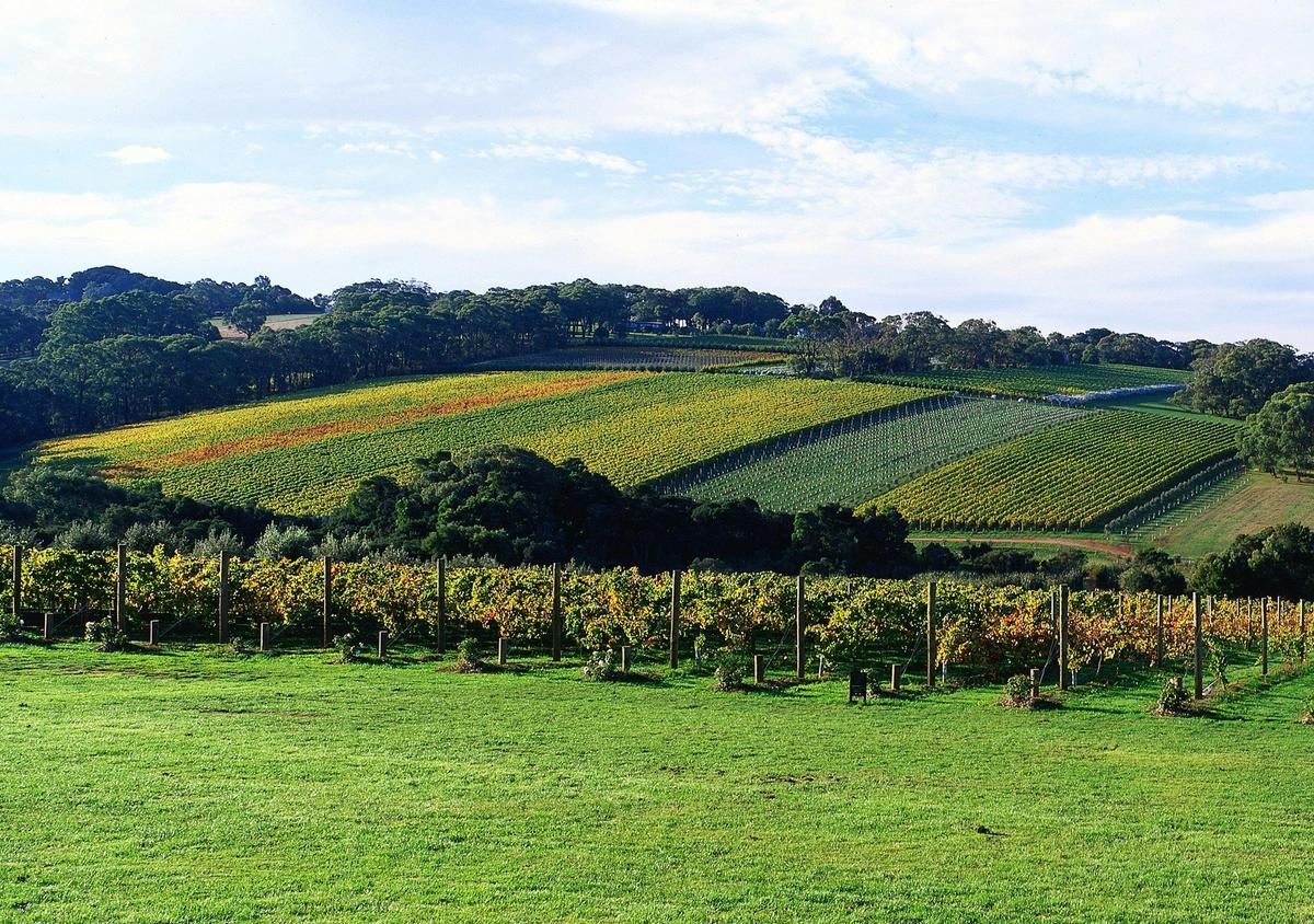 Mornington Peninsula Vineyard