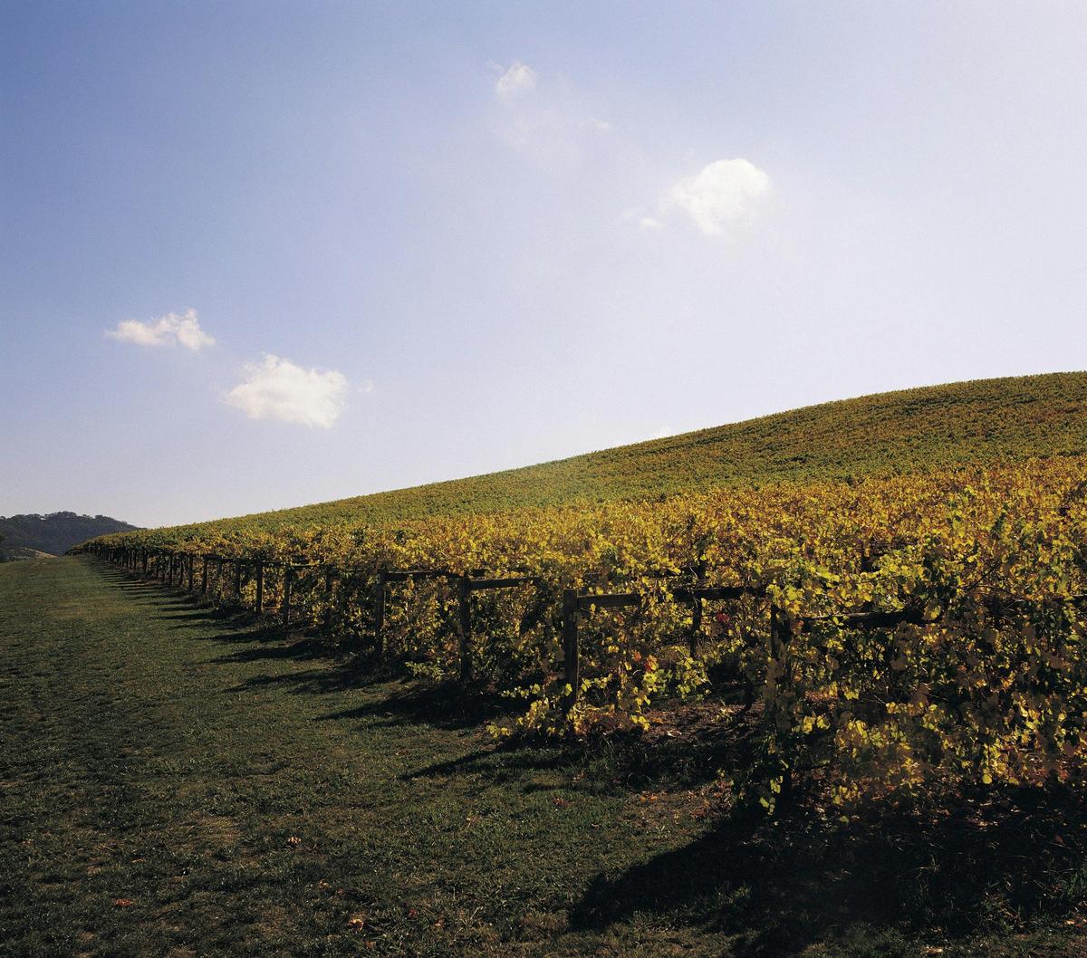 Yarra Valley Vineyard