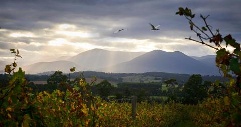 Vinetrekker Wine Tours