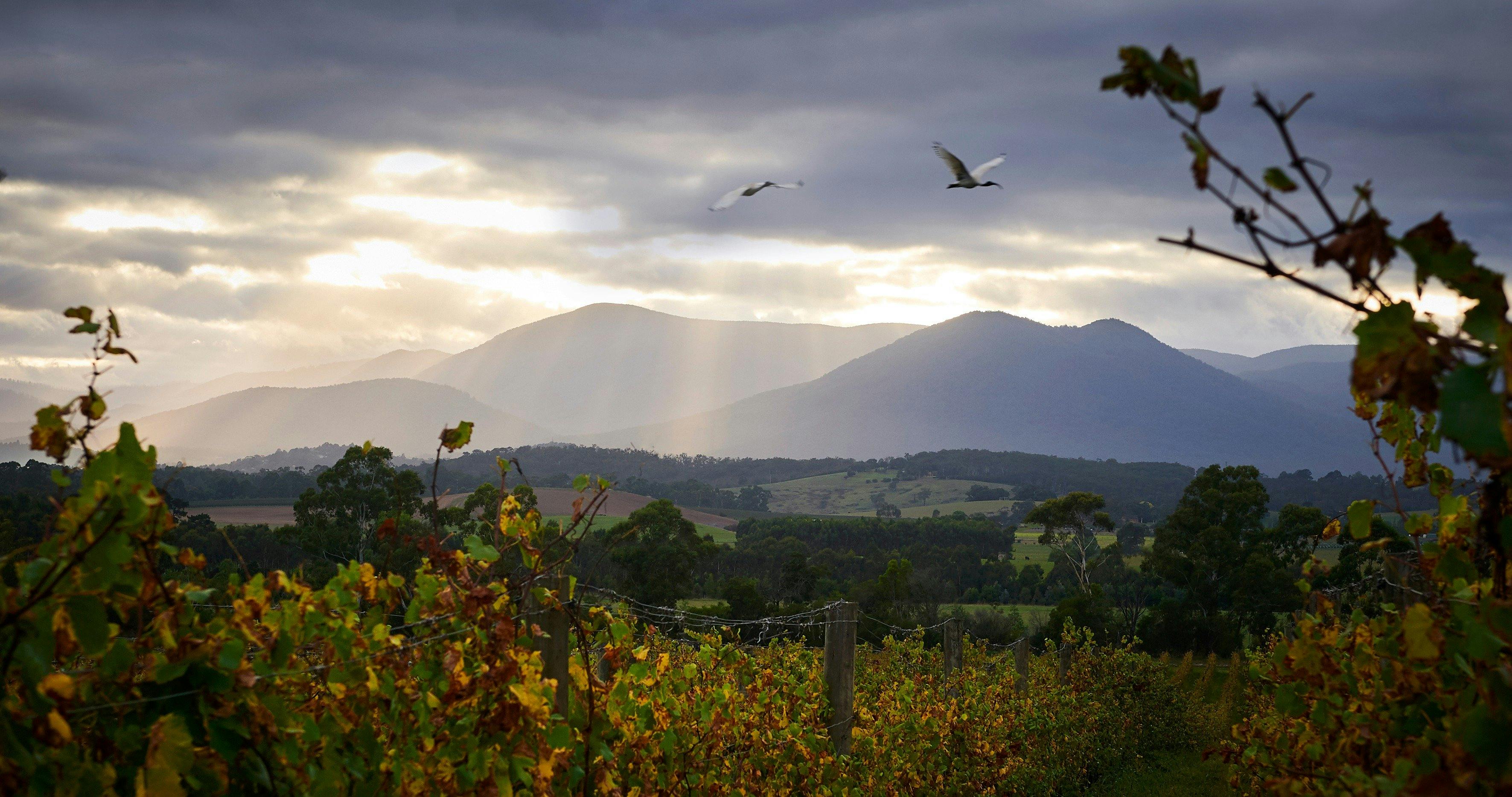 Domaine Chandon Vineyard, Yarra Valley