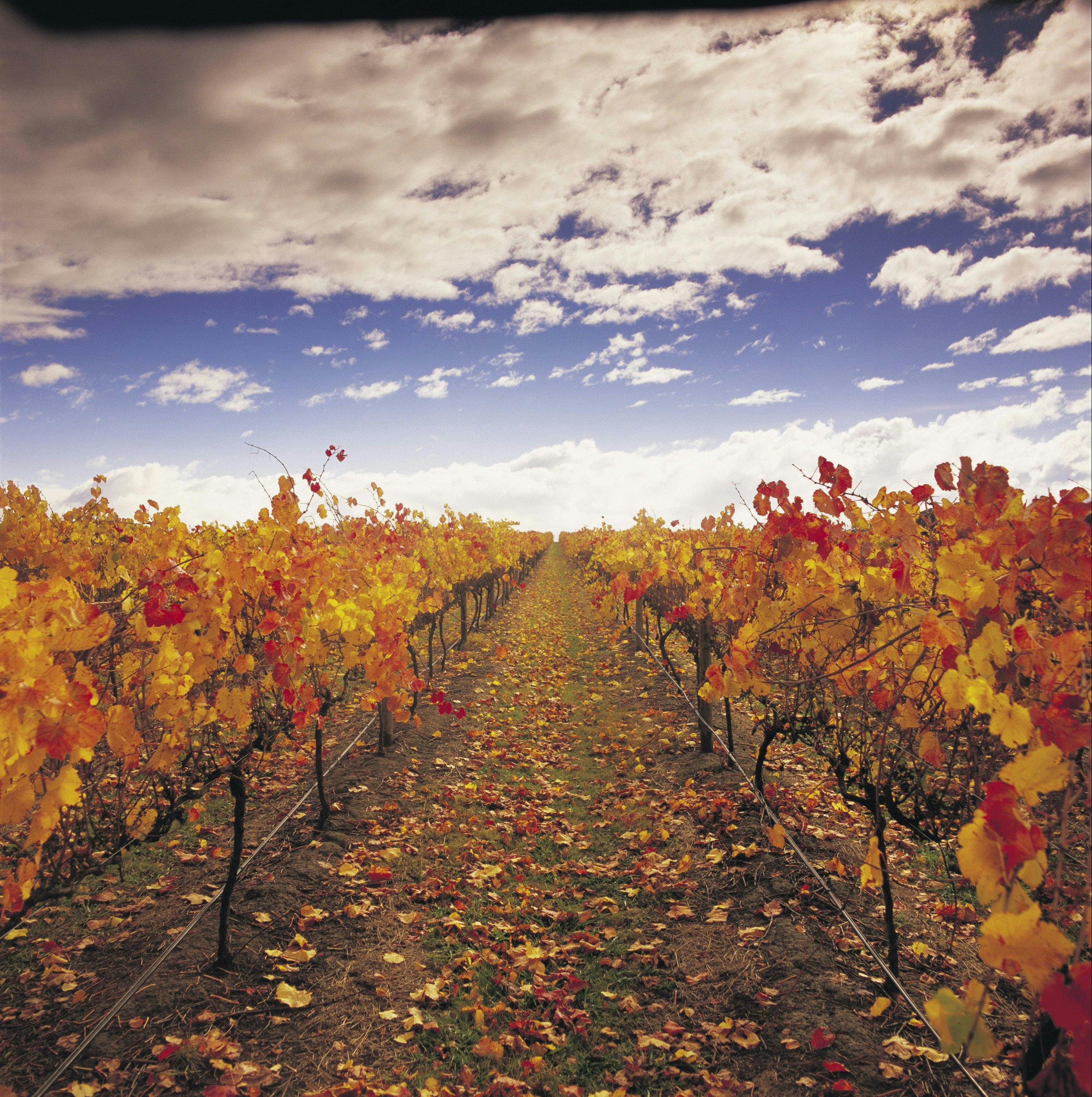Yarra Valley Vineyard