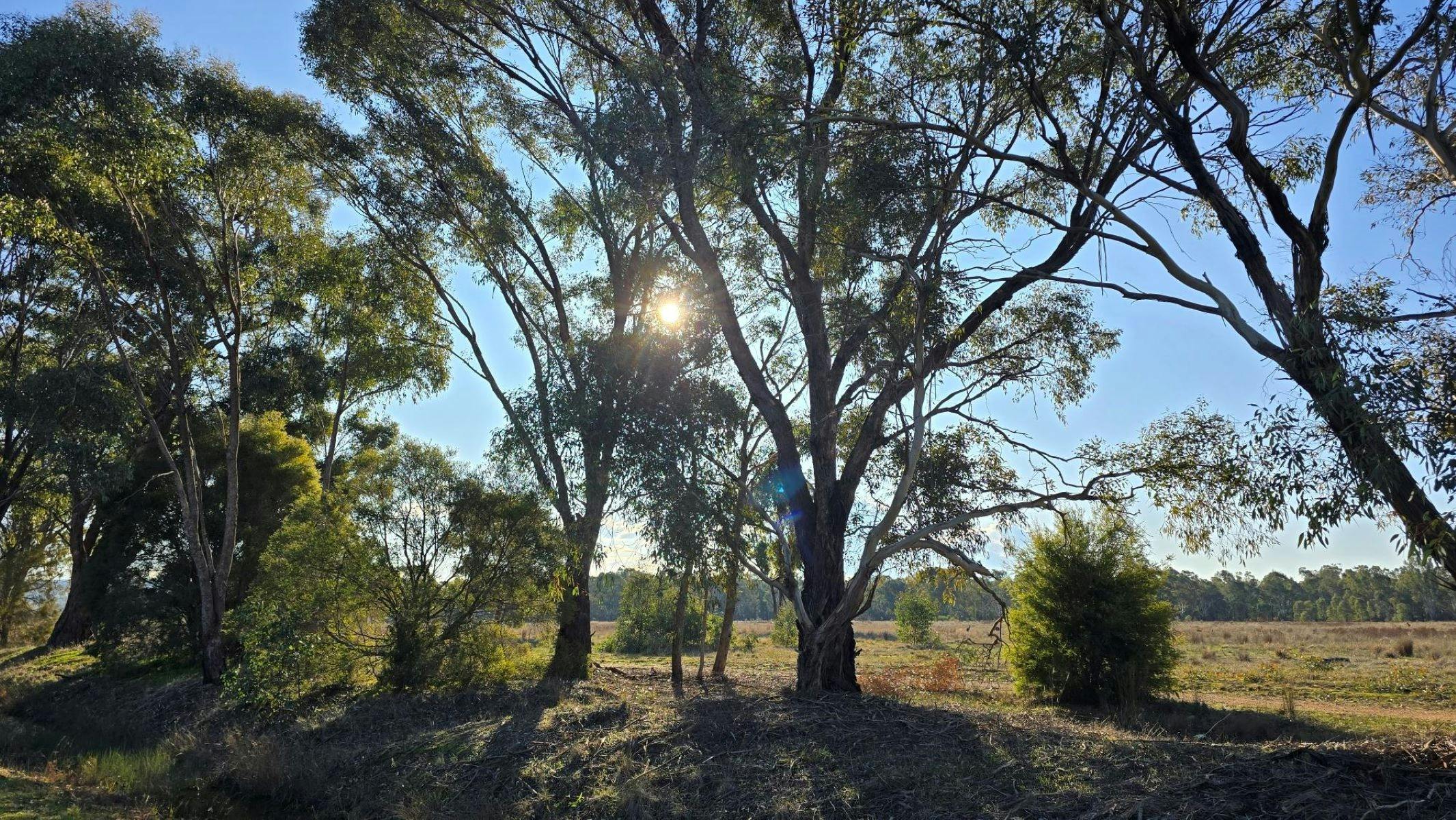 Trees at Wangaratta Common Nature Reserve