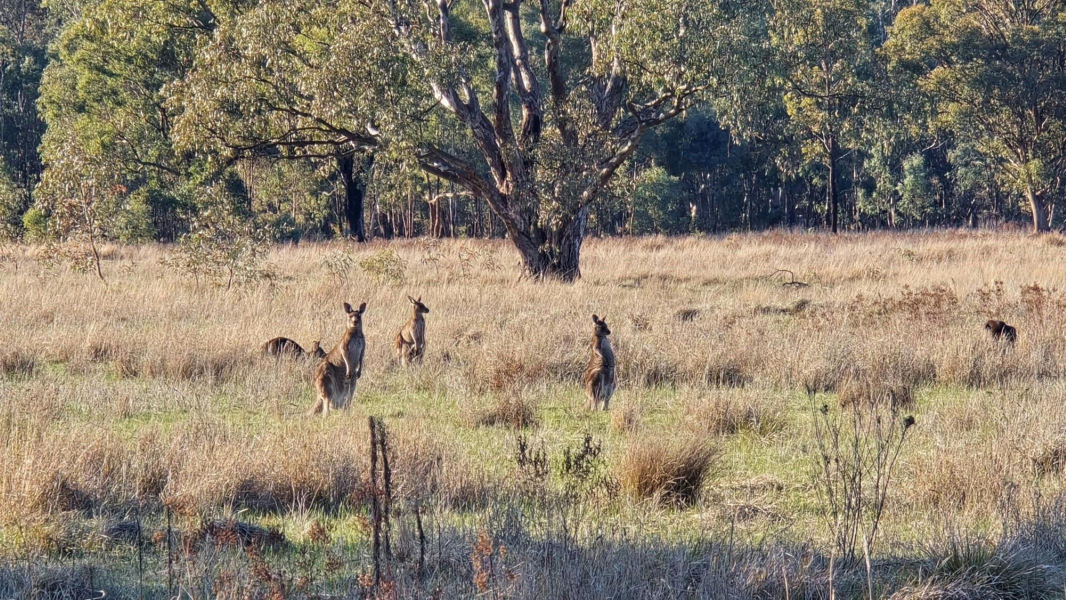 Kangaroos at Wangaratta Common Nature Reserve