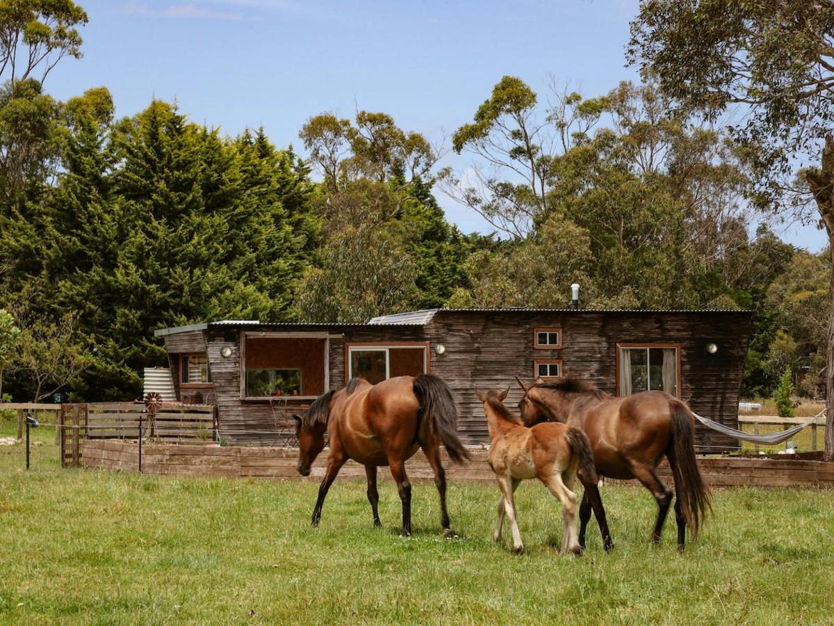 Horses awaiting