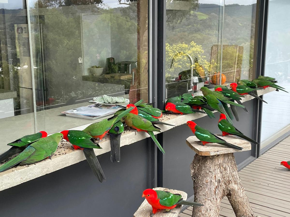 Bird life