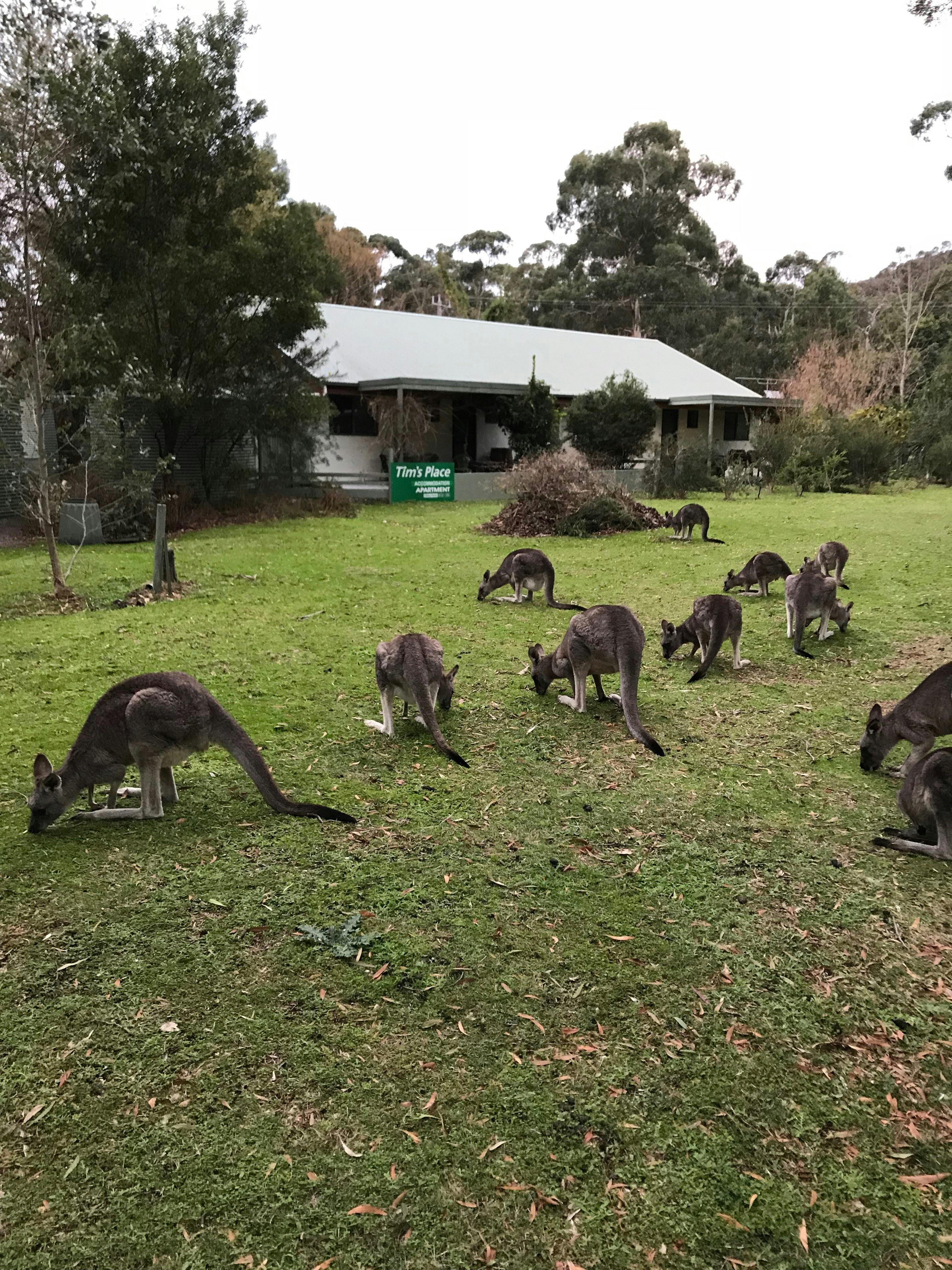 Kangaroos at Tim’s Place