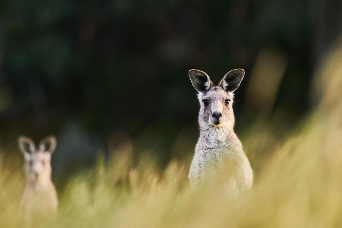 Eastern Grey Kangaroos at Wildlife Wonders