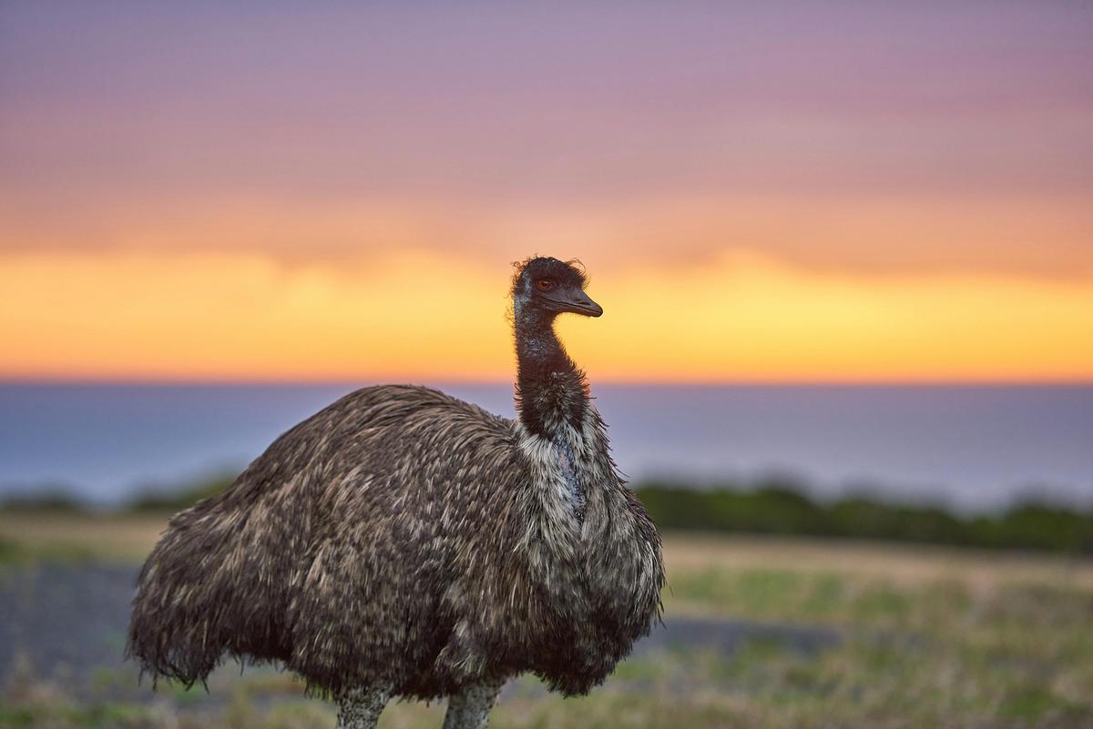 Wildlife Wonders emu at Dawn