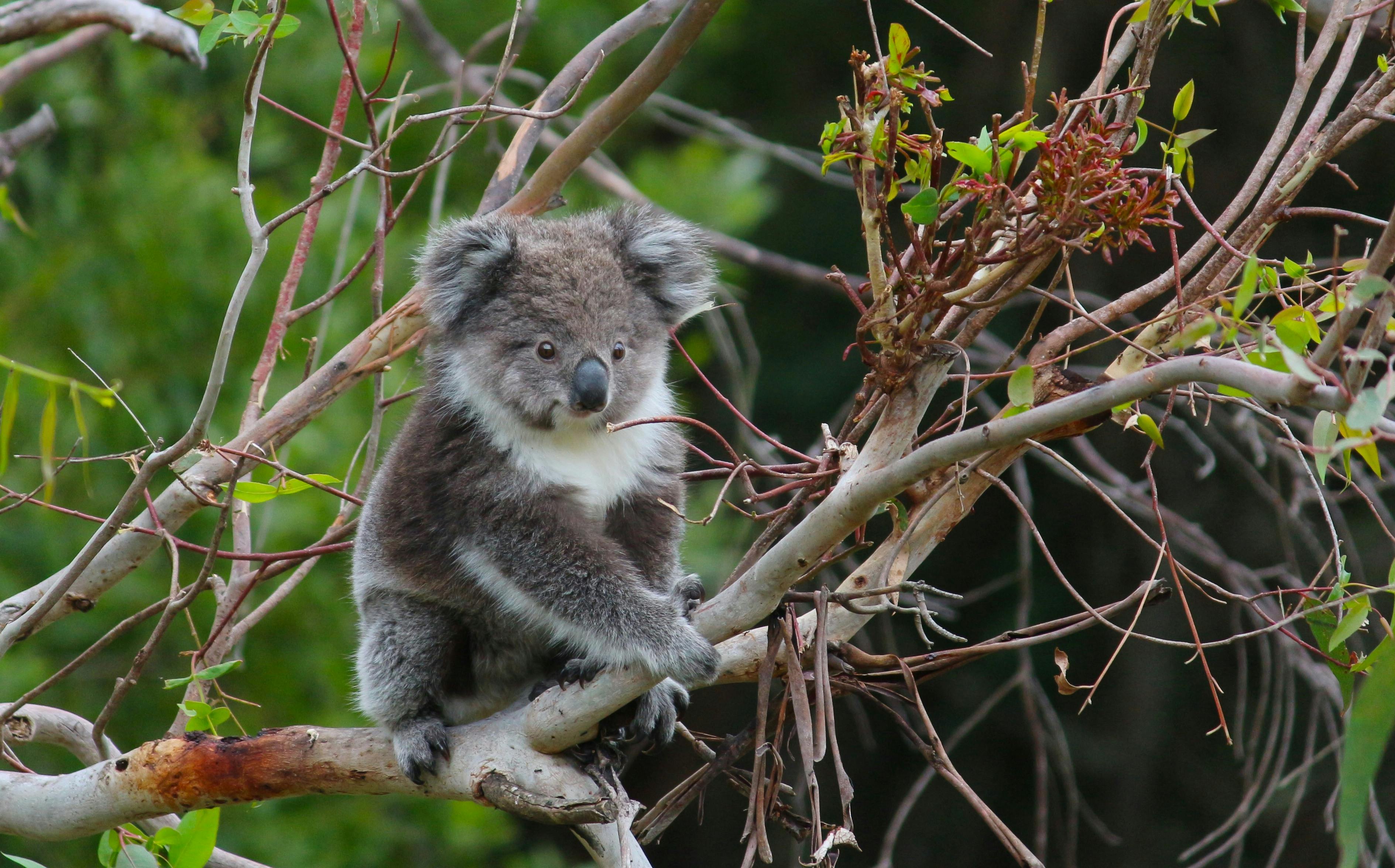 Koala viewing at Wildlife Wonders