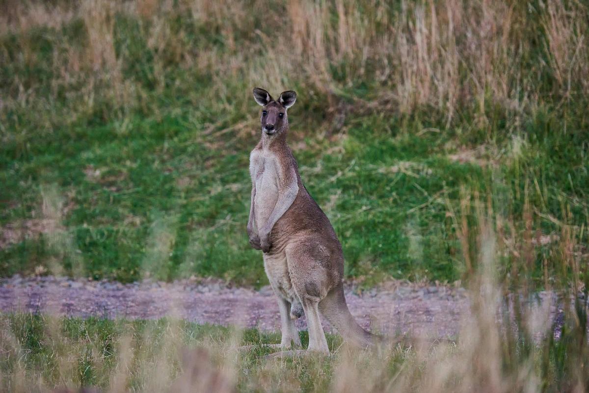 Kangaroo at Wildlife Wonders