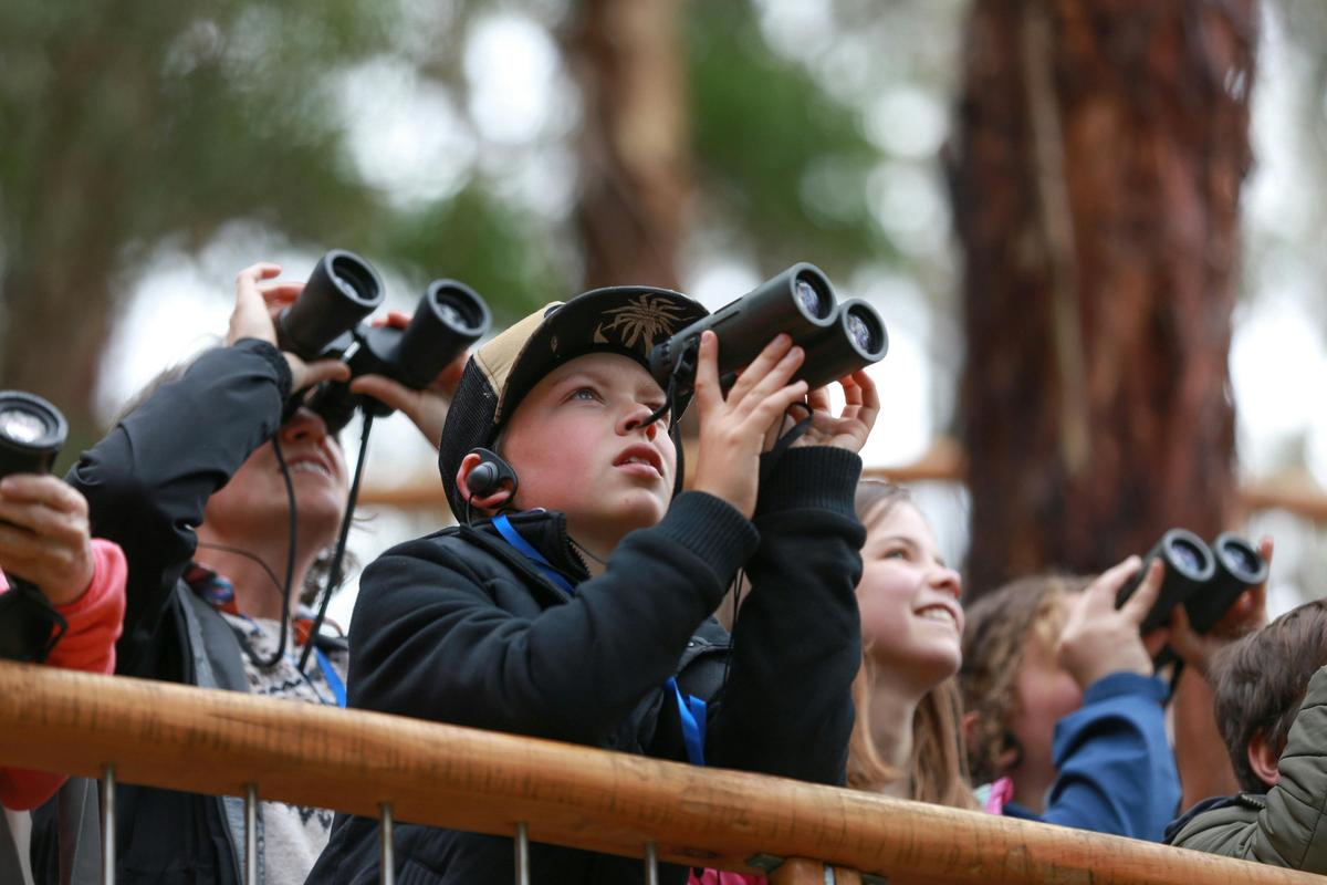 Observing koalas at Wildlife Wonders