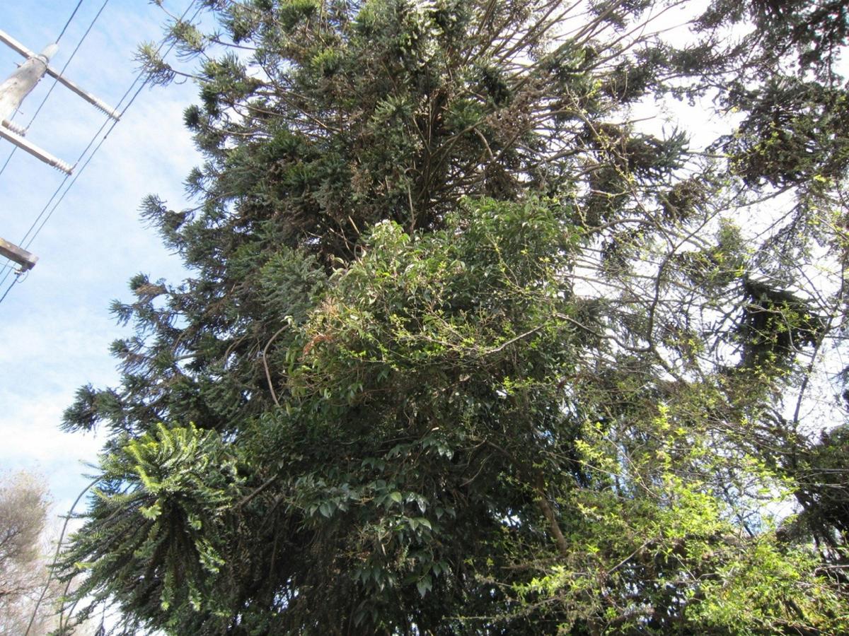 Bunya Pine near Arts Precinct Wangaratta