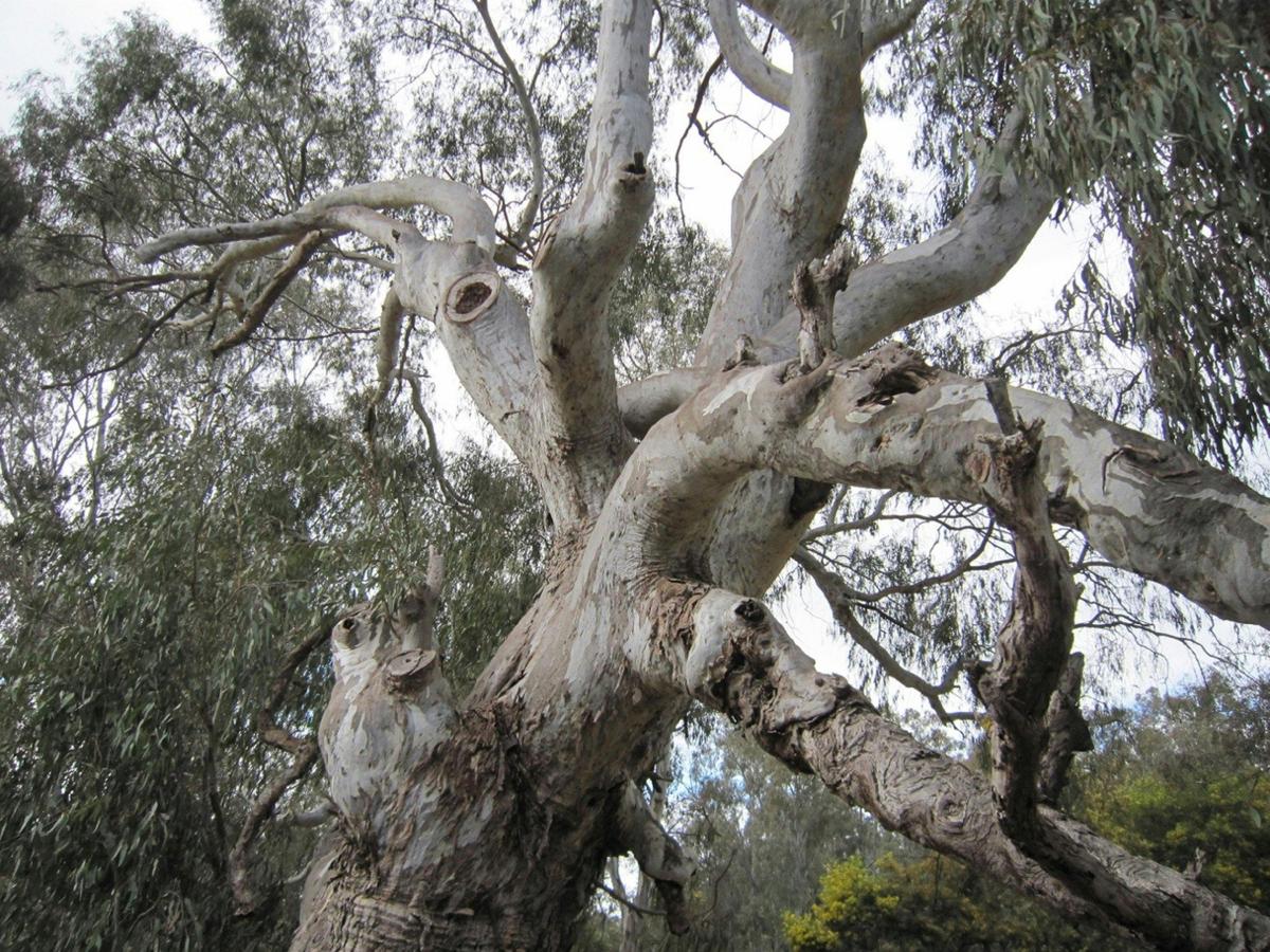 Major Mitchell Tree beside the Ovens River in Wangaratta