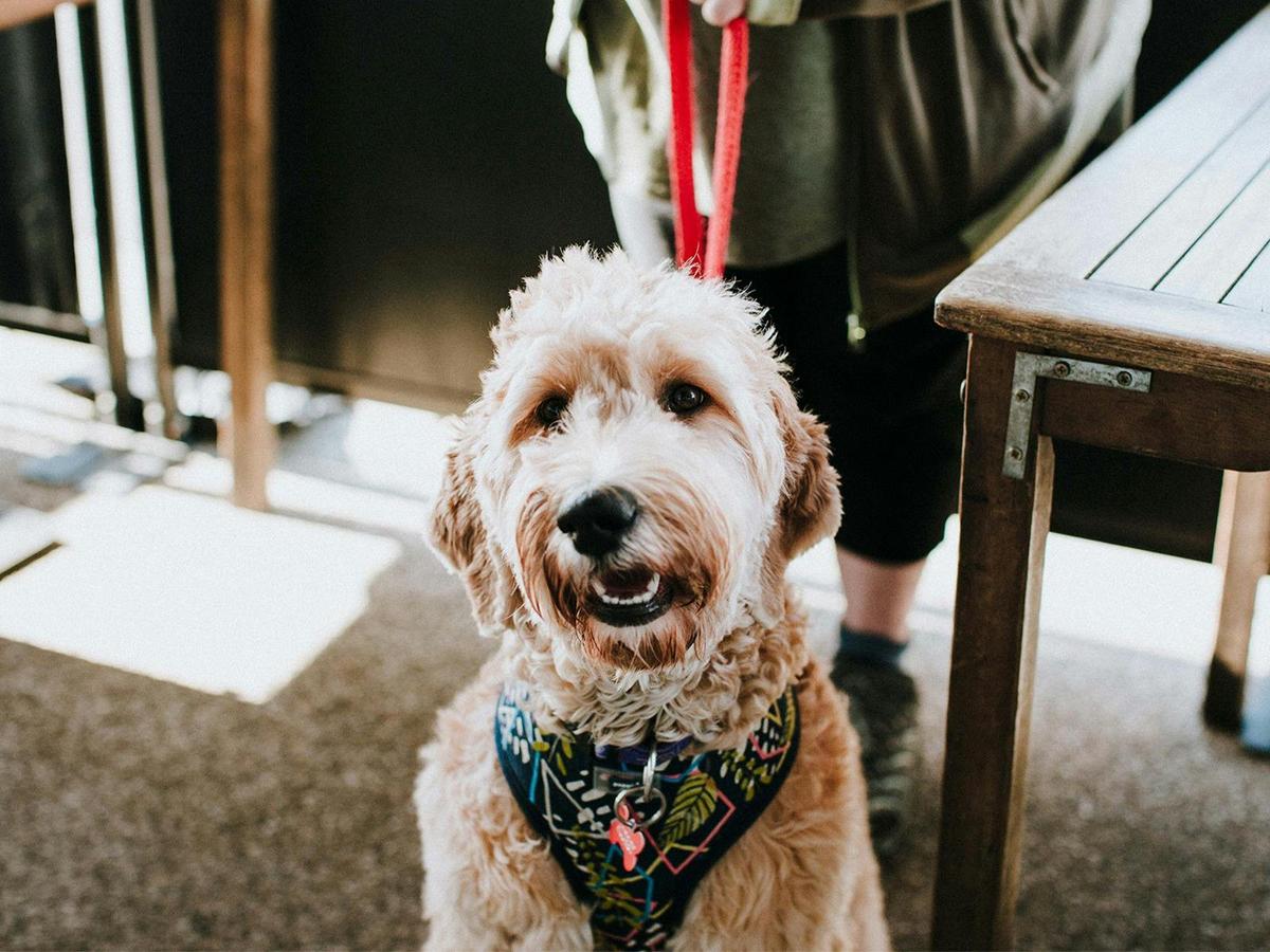Dog friendly cafe.