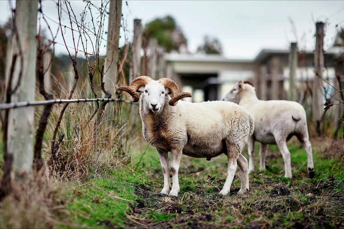 Trofeo's four legged lawn mowers