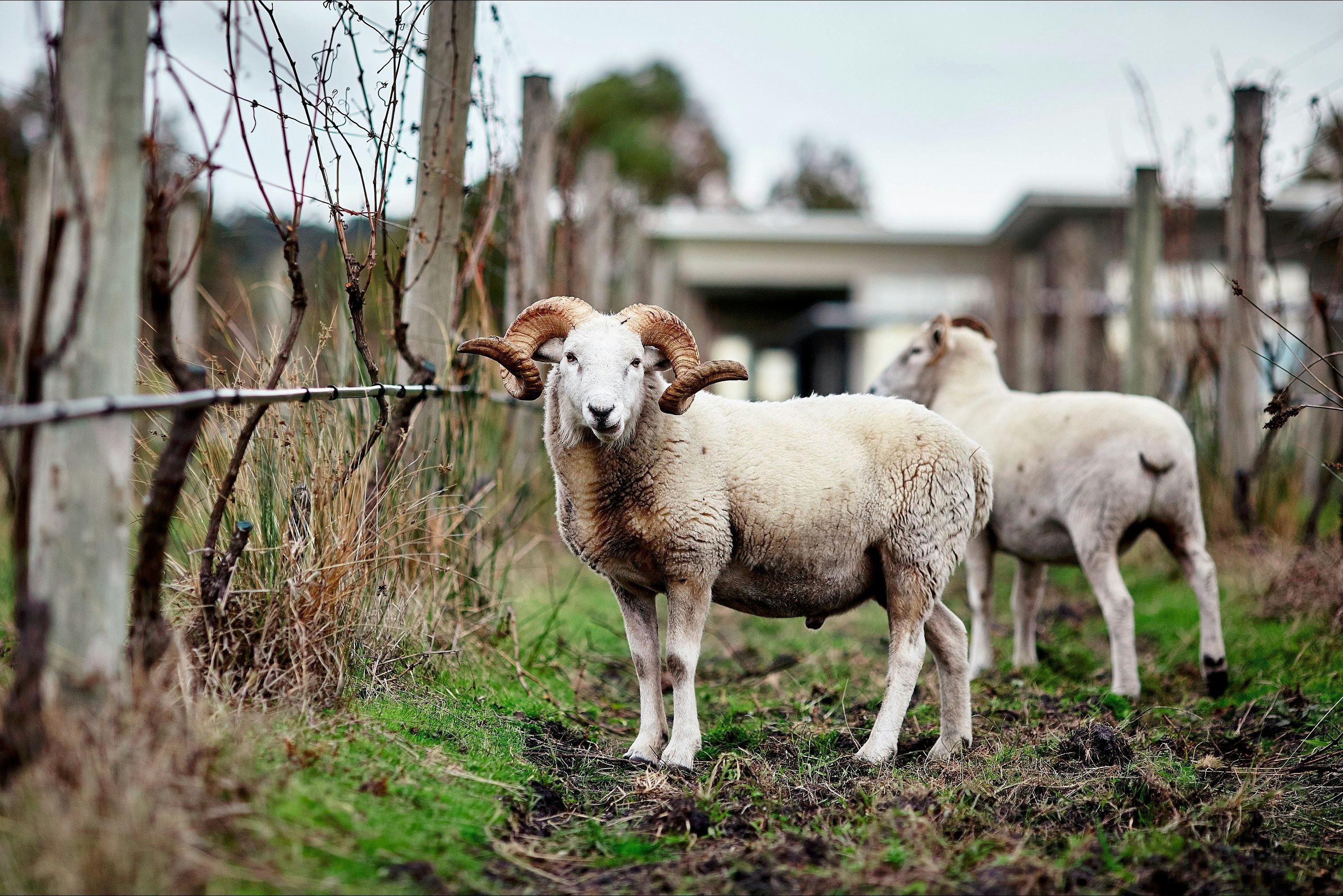 Trofeo's four legged lawn mowers