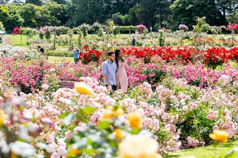 Victoria State Rose Garden at Werribee Park