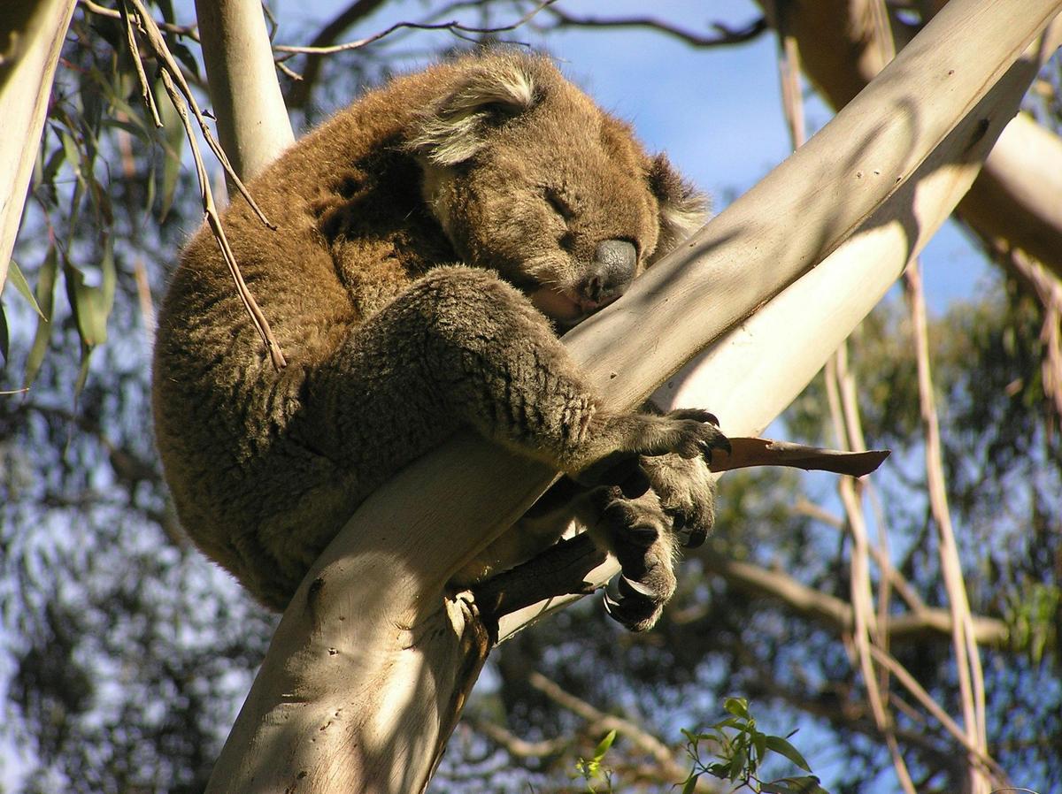 Koala