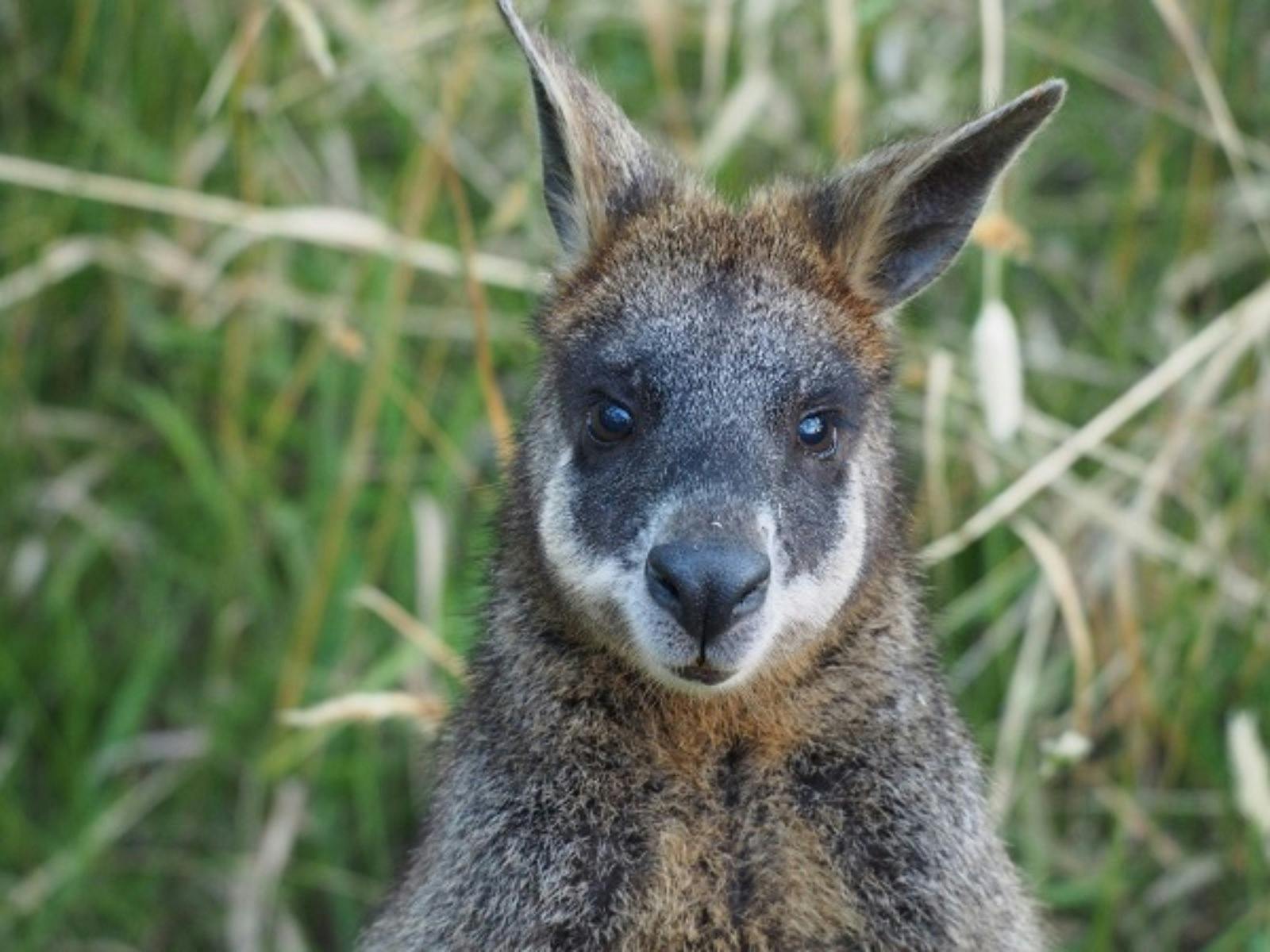 Wallaby