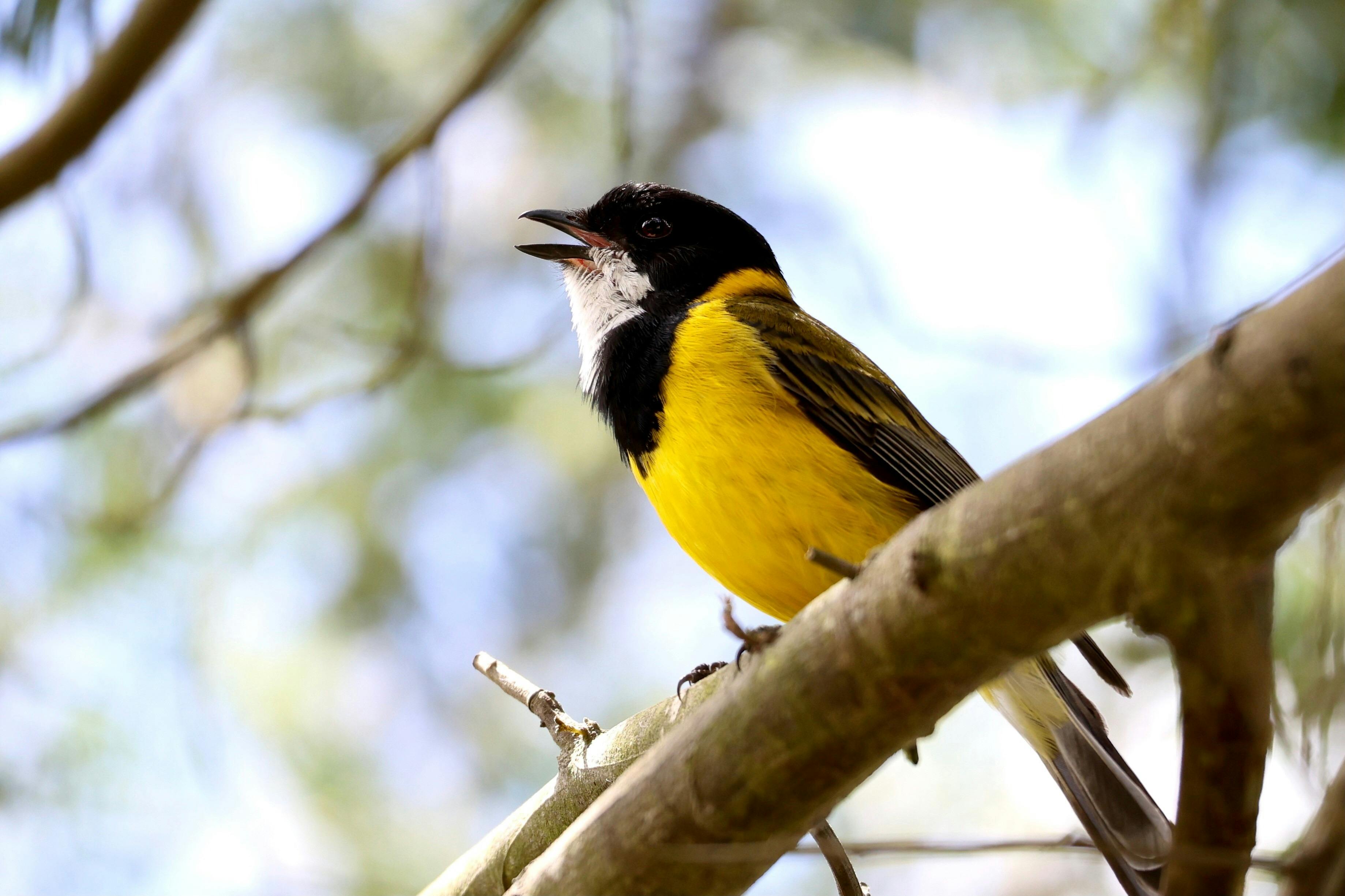 Golden Whistler