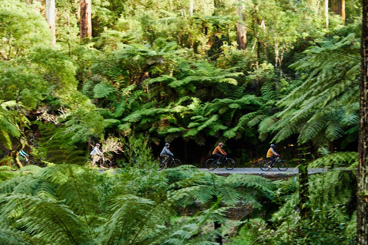 Ride to the Redwood Forest