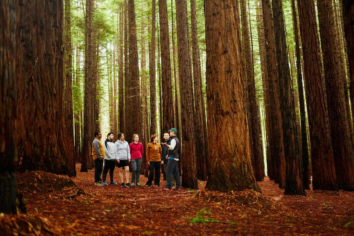 Explore the Redwood Forest