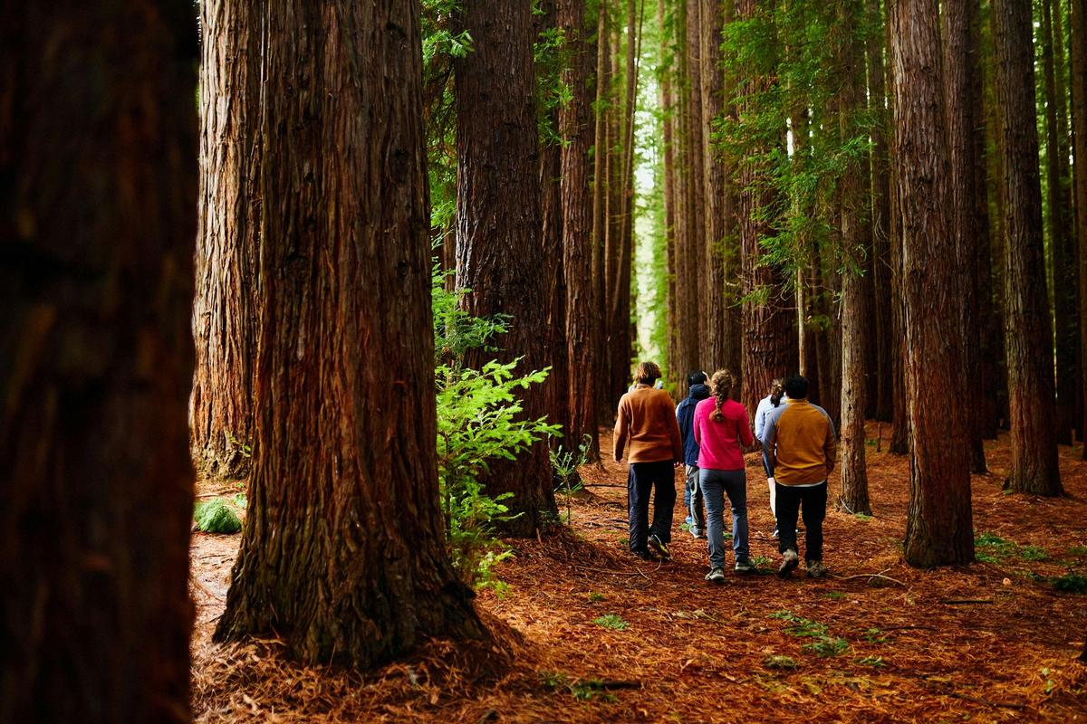 Explore the Redwood Forest