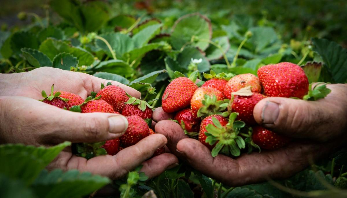 Strawberries from The Big Strawberry