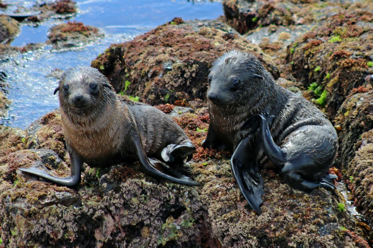 Phillip Island Seal Cruise