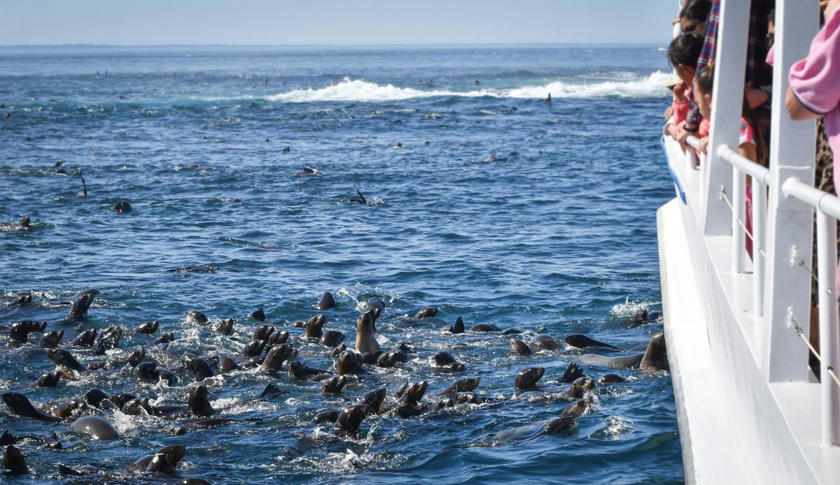 Watching Seals at Seal Rocks