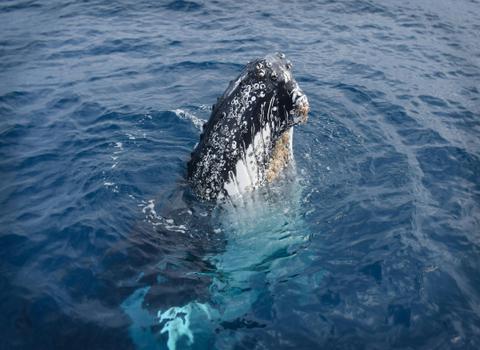 Whale Spy Hop Wilsons Prom
