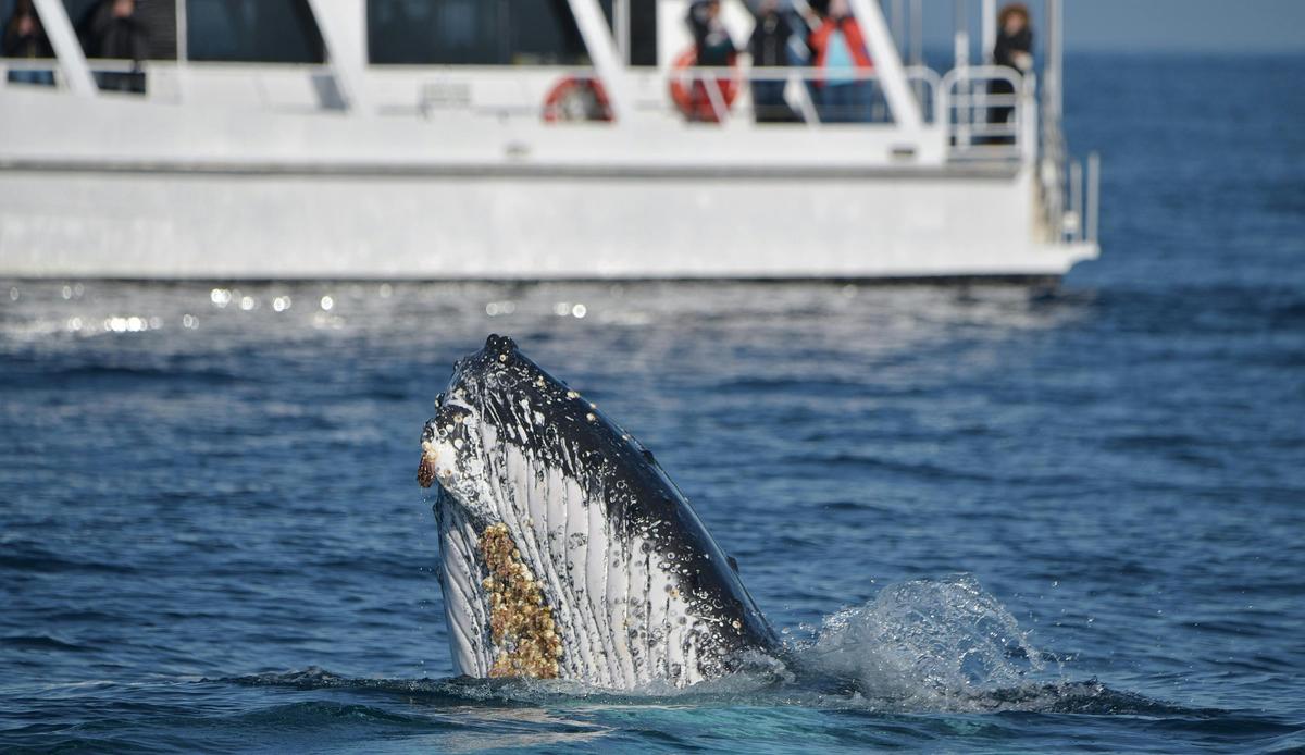 Spy Hop at Phillip Island