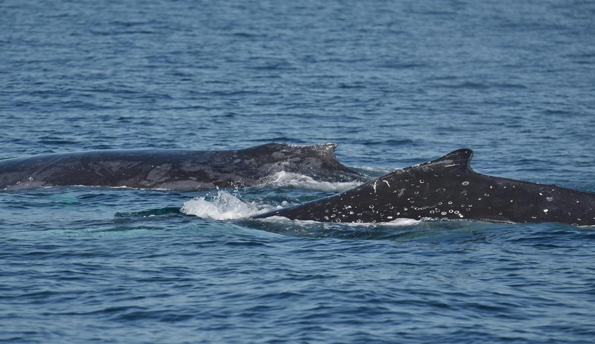 Humpback Whales at Phillip Island