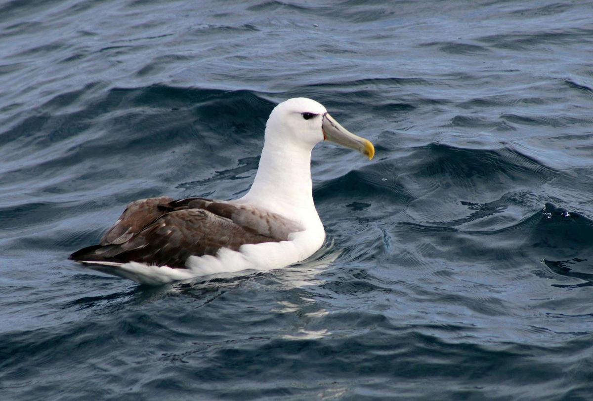 Wandering Albatross