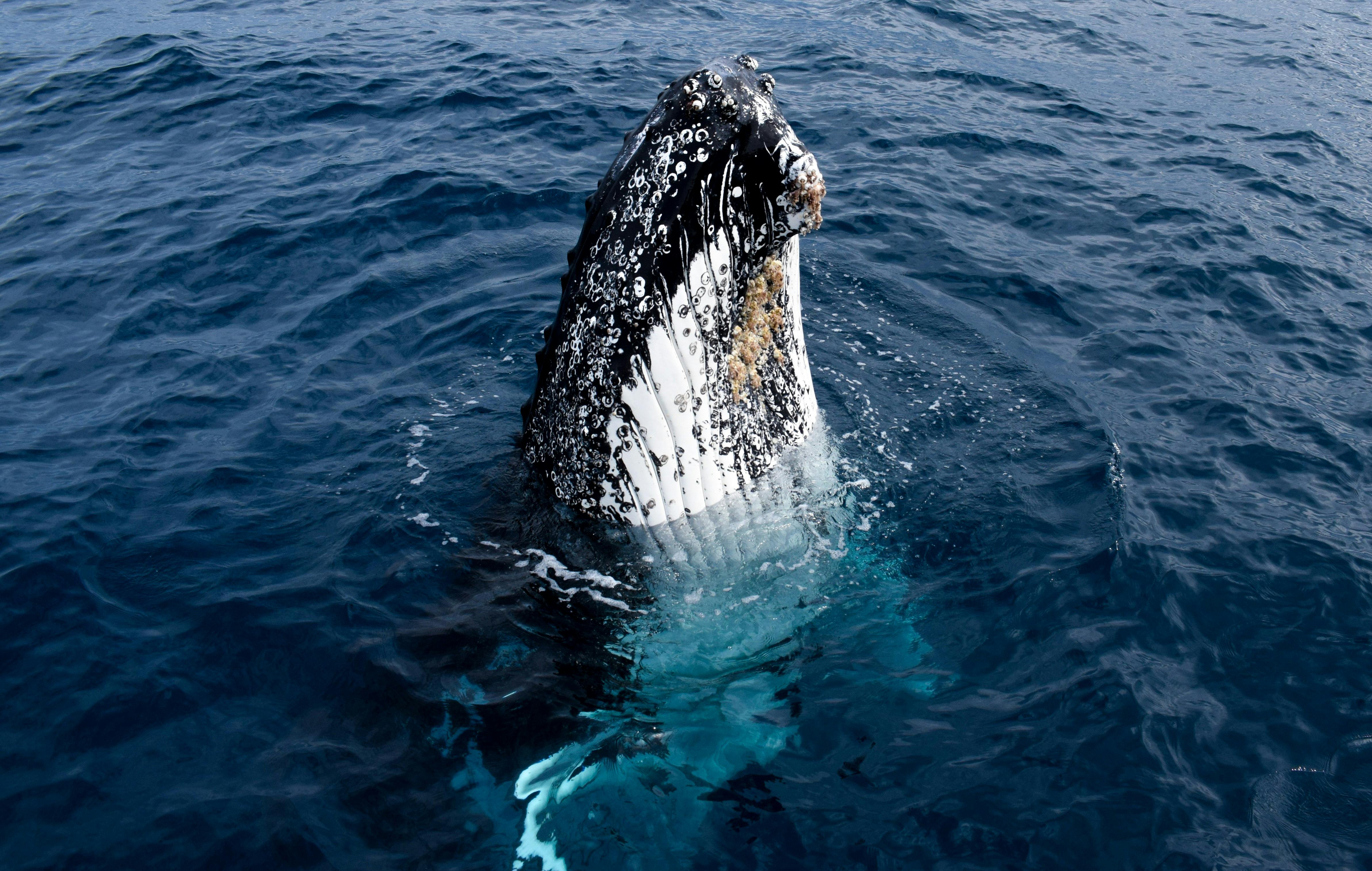 Whale Watching - Humpback Whale