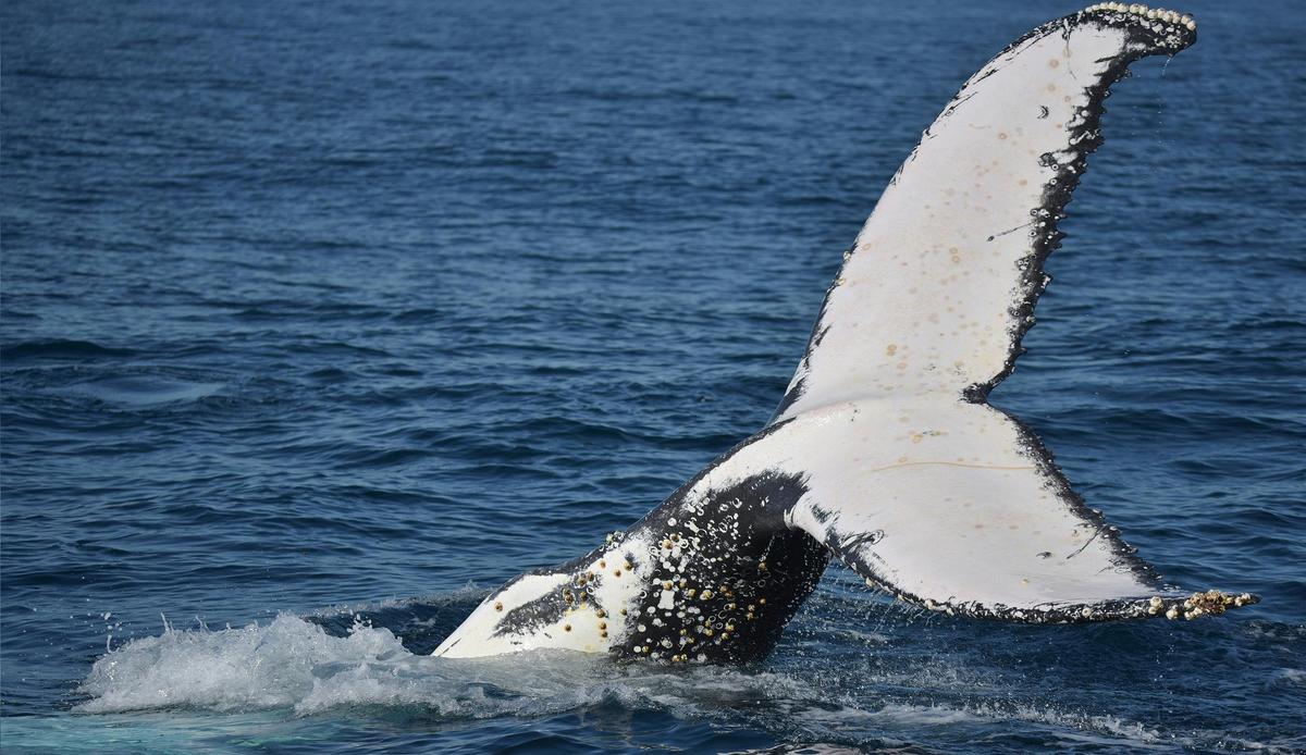 Humpback Whale Fluke