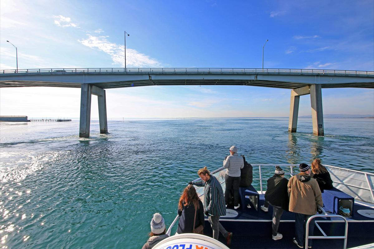 Cape Woolamai Cruise