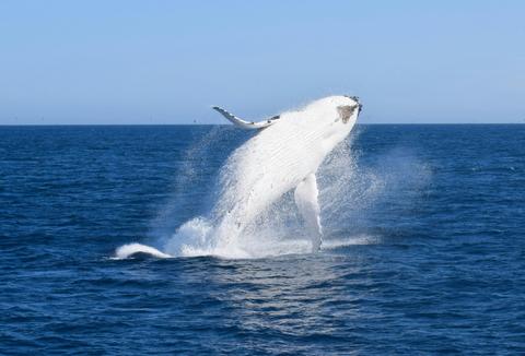 Wildlife Coast Cruises