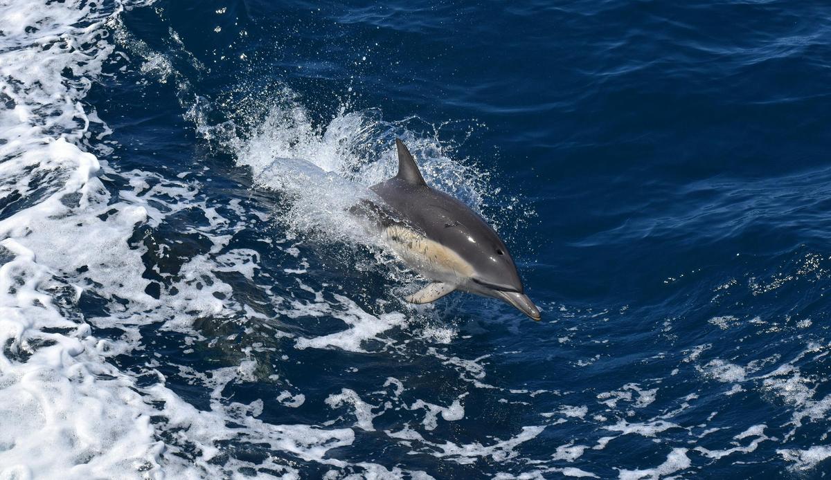 Dolphin riding the wake