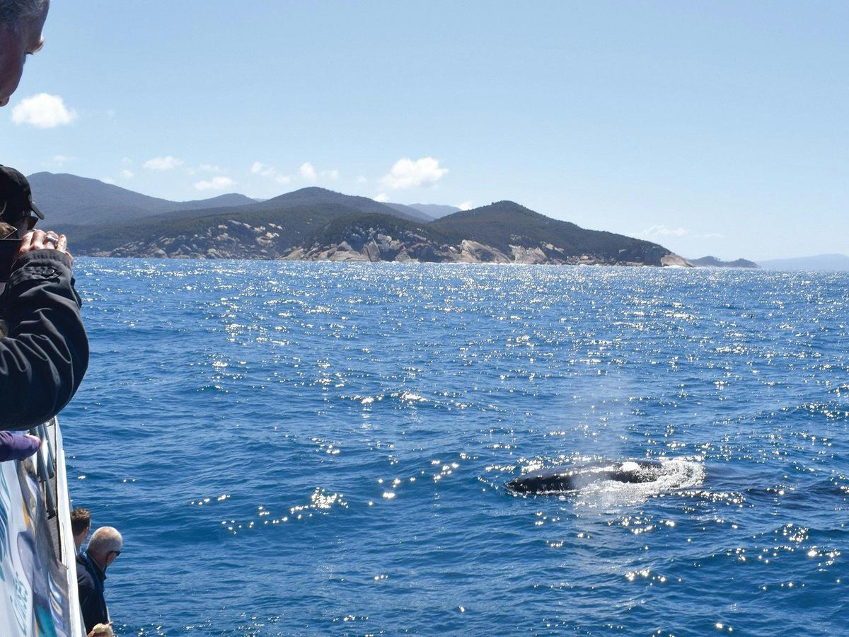 Whale Watching Wilsons Prom