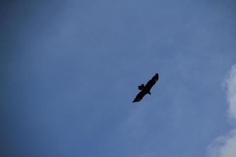 Tootgarook Wetlands Walk